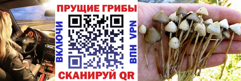 Псилоцибиновые грибы MAGIC MUSHROOMS  Аргун 